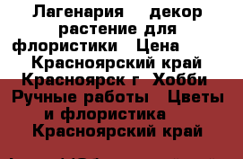 Лагенария. , декор растение для флористики › Цена ­ 300 - Красноярский край, Красноярск г. Хобби. Ручные работы » Цветы и флористика   . Красноярский край